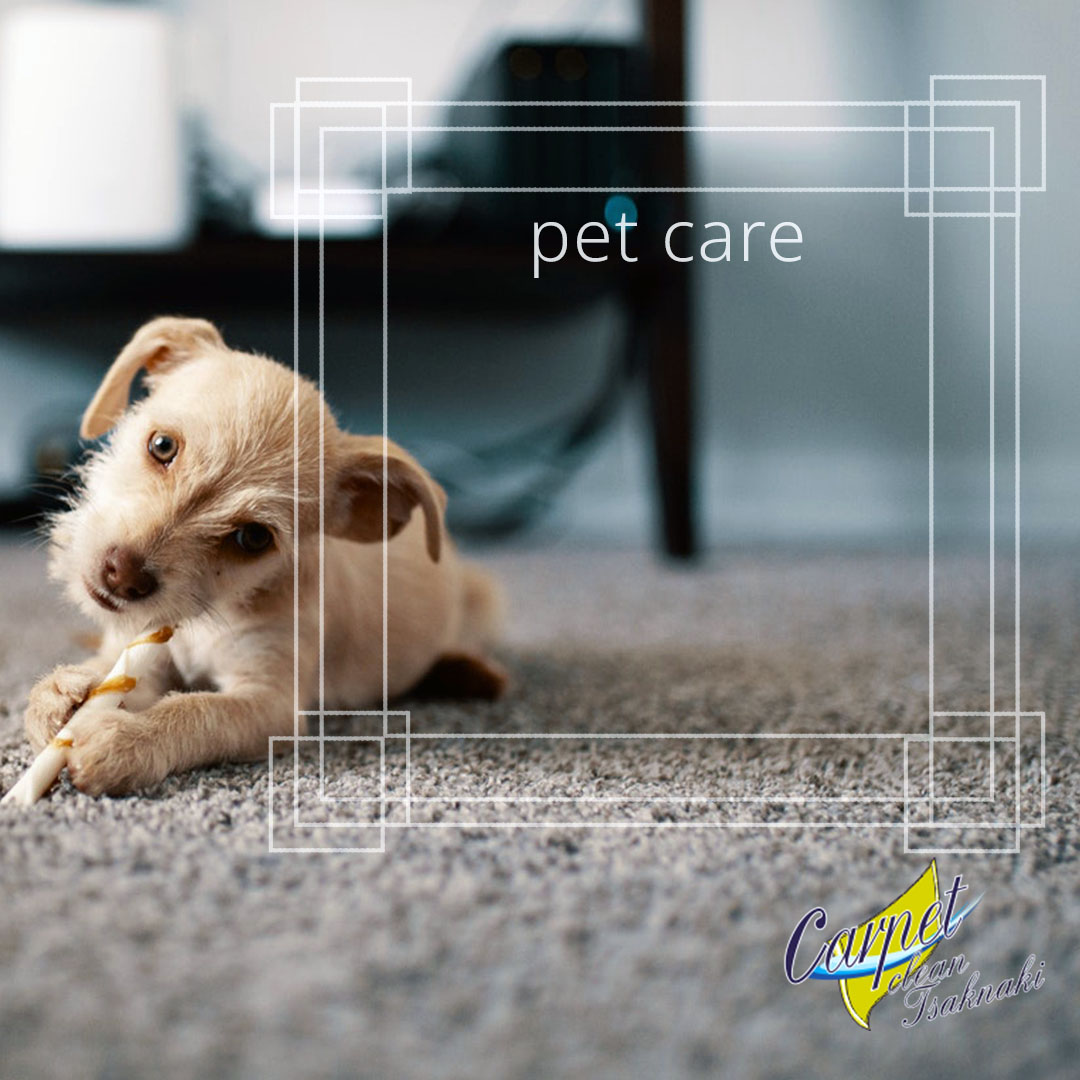Petcare Carpet cleaning of pet stains